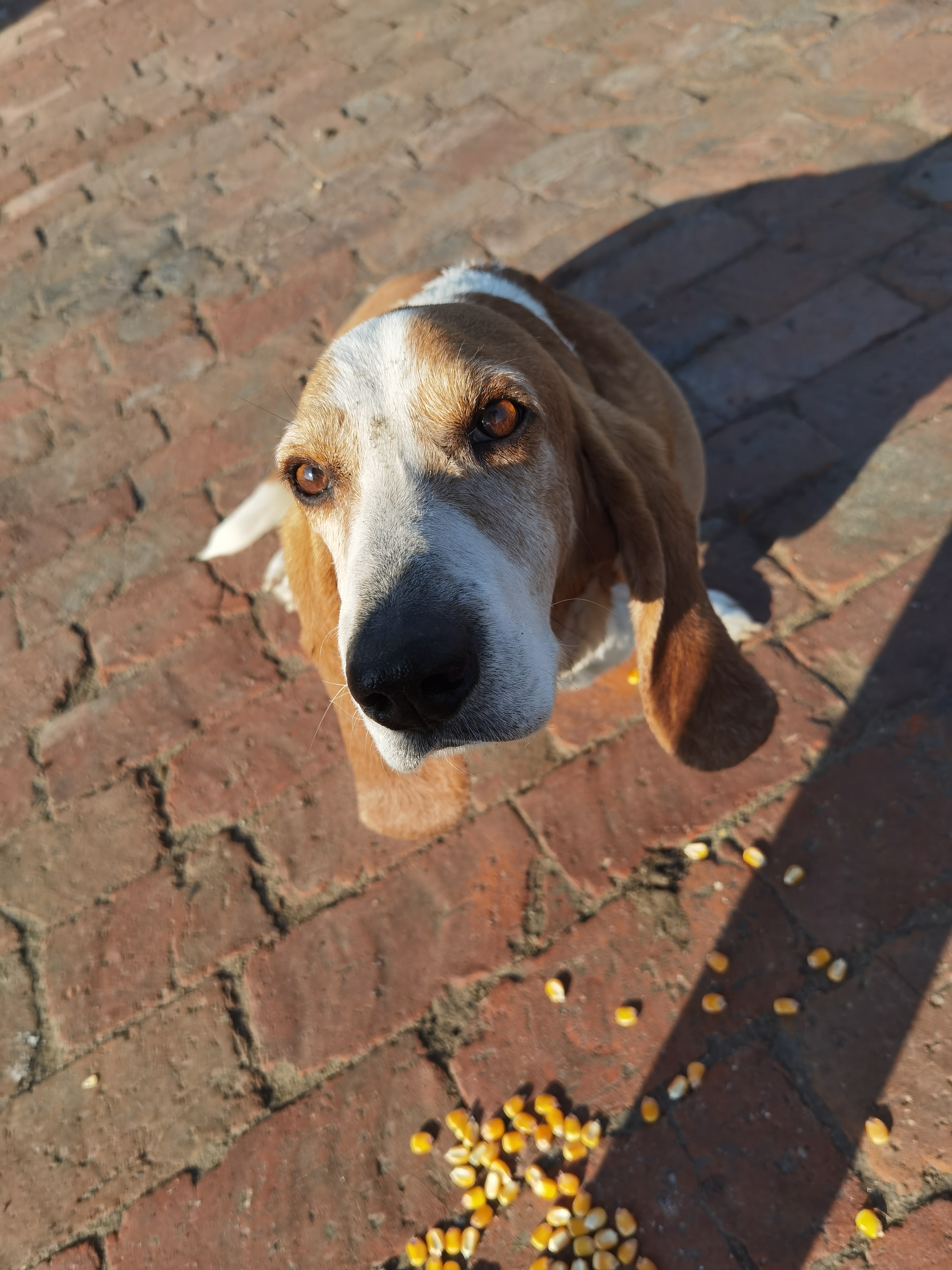 巴吉度犬
